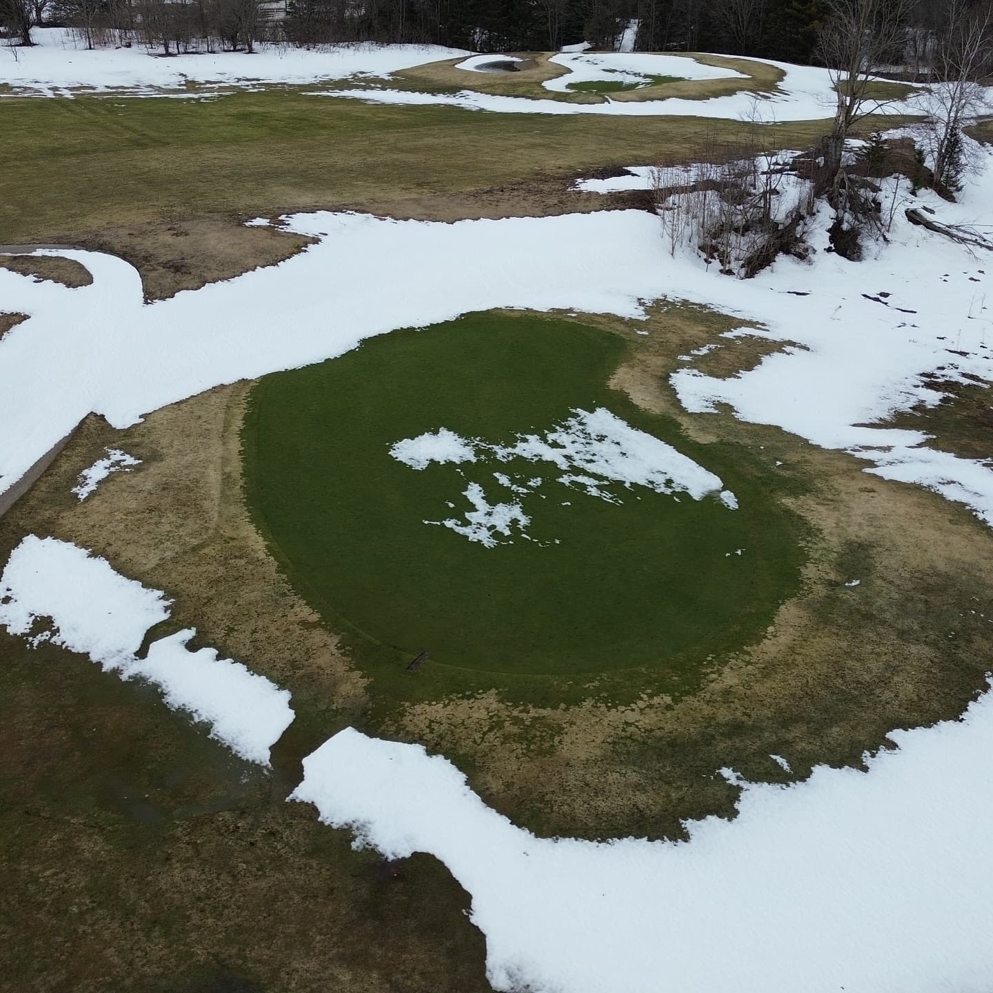 The greens are looking amazing π₯π₯π₯