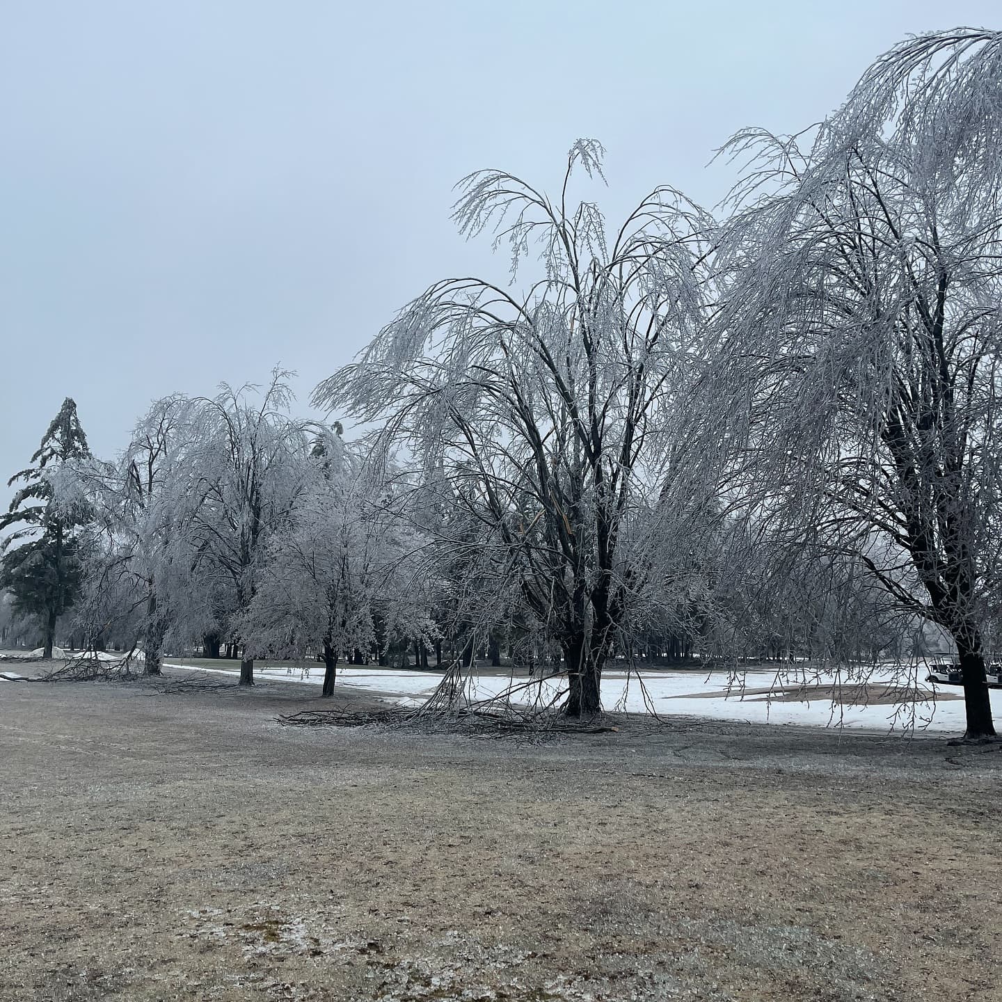 What a week! We received significant tree damage on the course, especially around the clubhouse and the north course.
Outside of trees the course was not damaged, and the greens are still looking great π
Weβre happy to report that everyoneβs favourite trees on 6 north and 9 south received no damage from the storm π
As we wait on power to be restored our crew is out cleaning up the damaged trees and getting the course ready for the season!