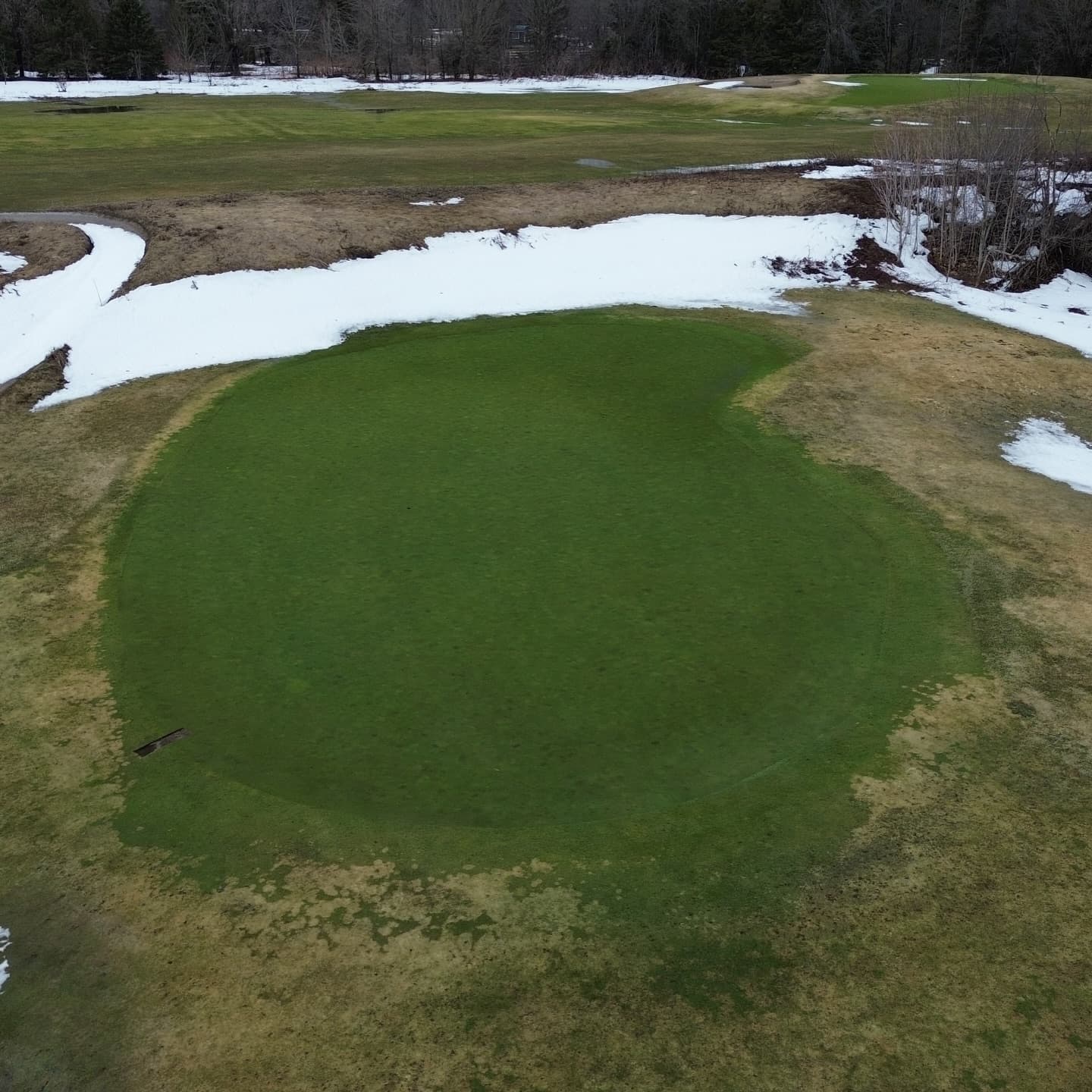 Greens are looking awesome after a long winter π